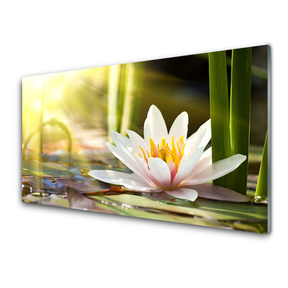 Obraz ze skla Vodní lilie Květina Sluneční svit