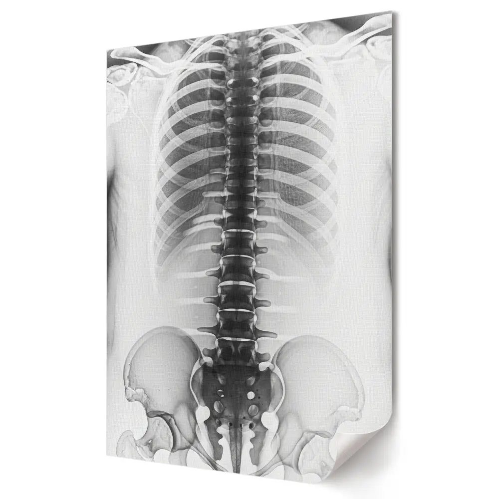 Moderní obraz na plátně Anatomie páteře a hrudníku