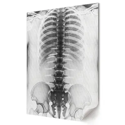 Moderní obraz na plátně Anatomie páteře a hrudníku
