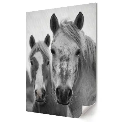 Tisk na plátno Blízké setkání s koňmi v monochromatickém provedení