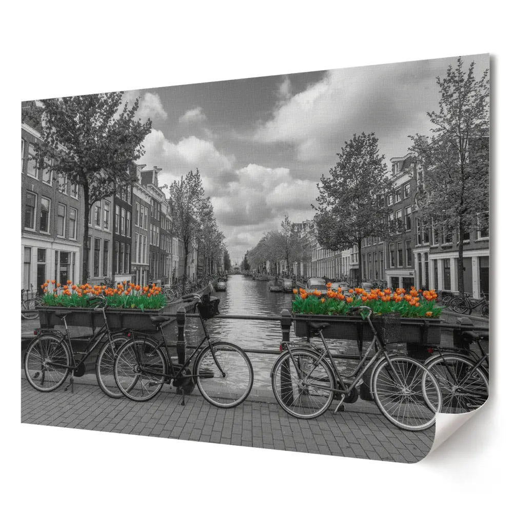 Prémiový nástěnný plakát Kola a tulipány v Amsterdamu